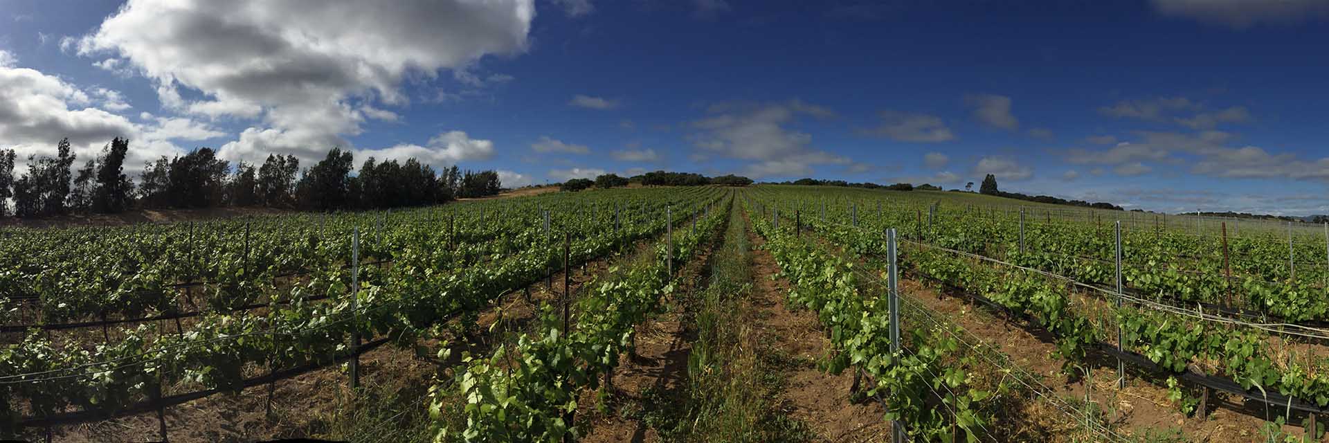 Robert Parker: The Wine Advocate